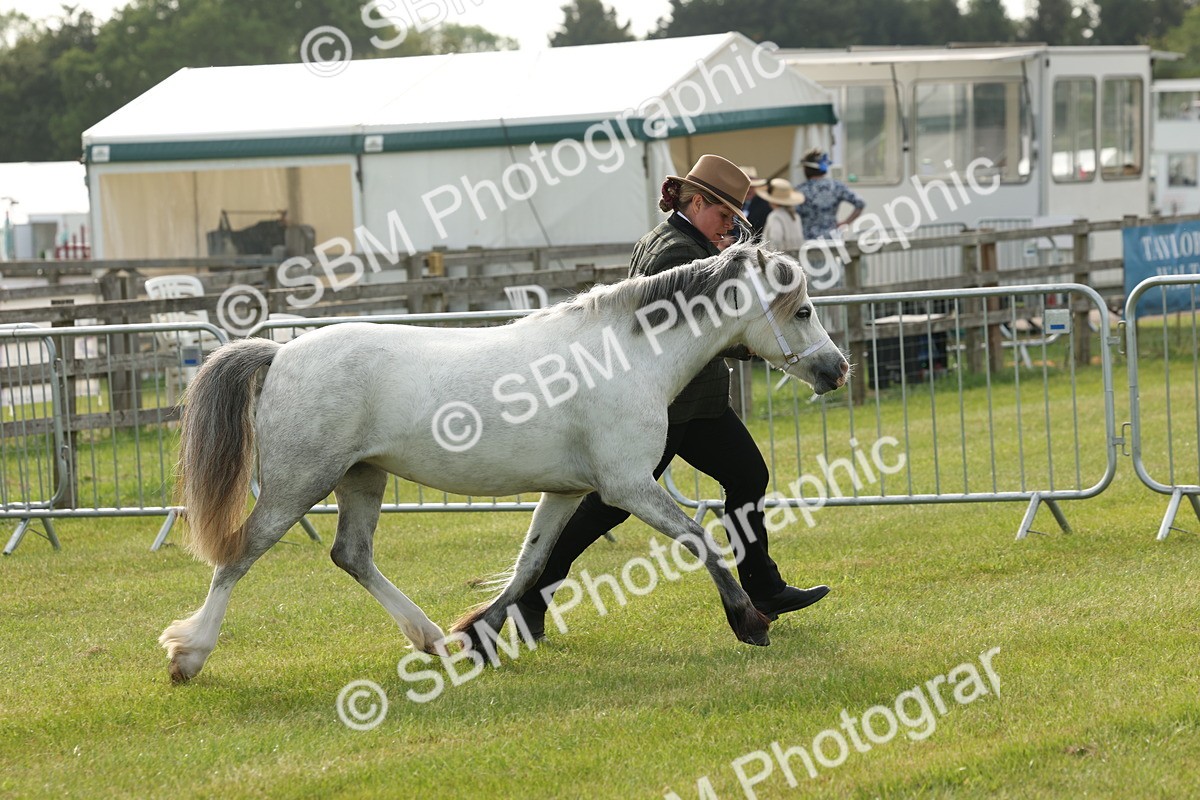 SBM_00521 - Class 6-13 - Mountatin and Moorland In Hand Welsh Breeds