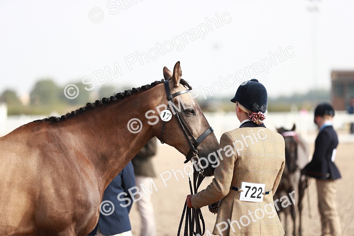SBM_11091 - Class 205 IH Show Pony/ Show Hunter Pony