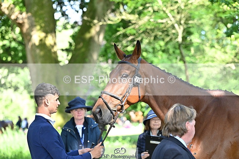 250521A-162101-01081 - C-216-Harrison.Chart-MY.KIND.OF.LADY