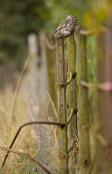 LITTLE OWL / REF LO 2 - LITTLE OWL