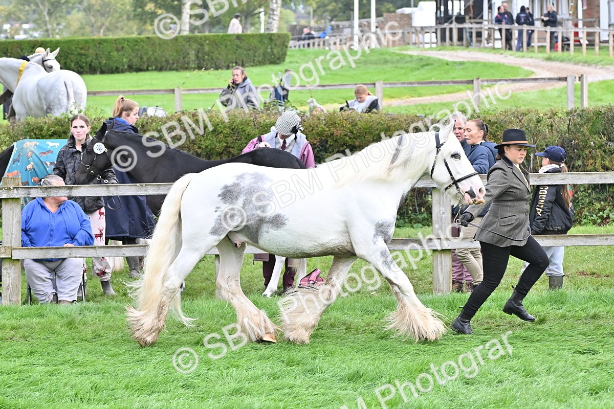 SBM_56945 - S45 - Coloured Pony In Hand