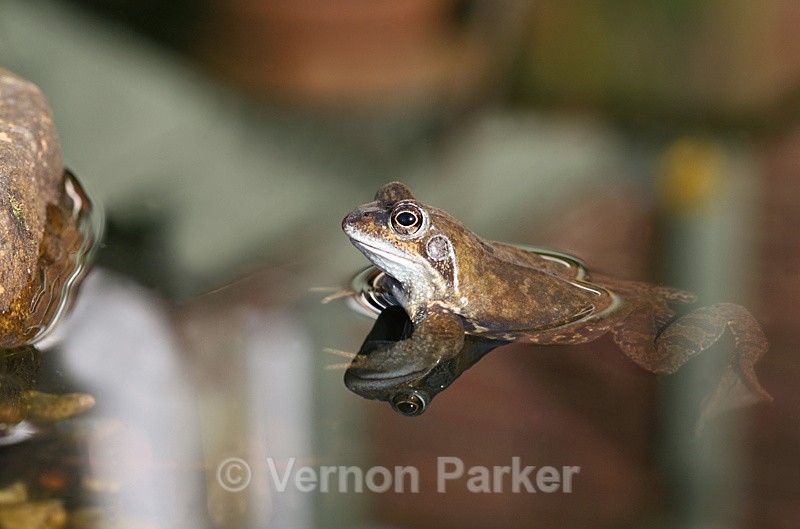 Frog  2 - Wildlife