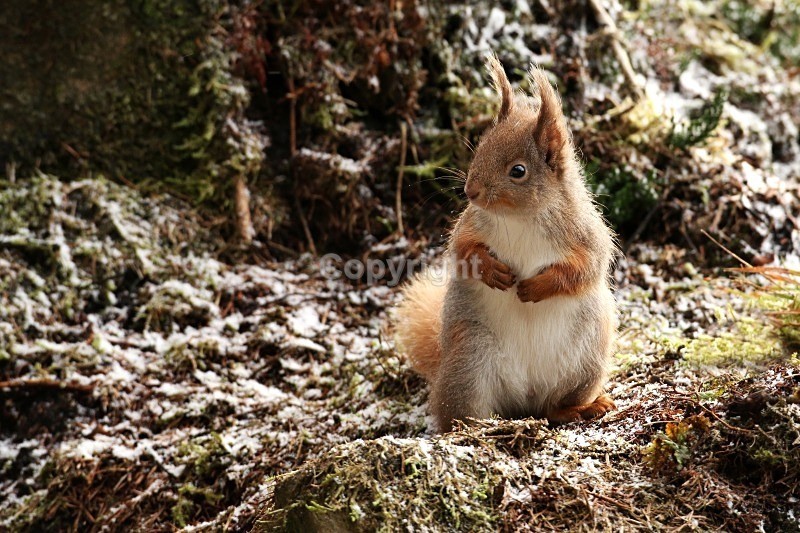  - Red Squirrel