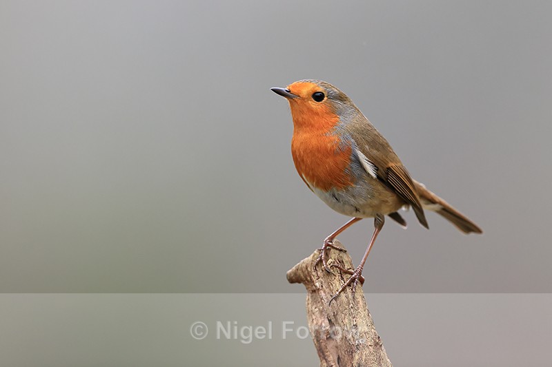 Robin perched side view, Otterbourne, Hampshire - Robin