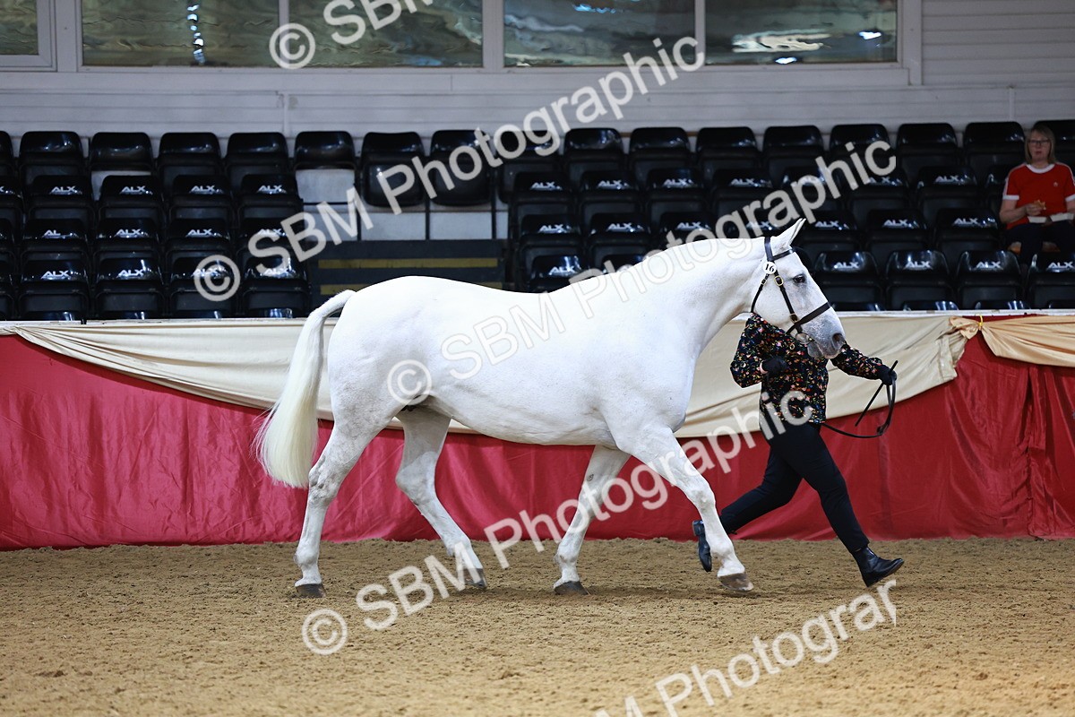 SBM_23137 - Class 903 - Supreme Final - IH Pre Vet