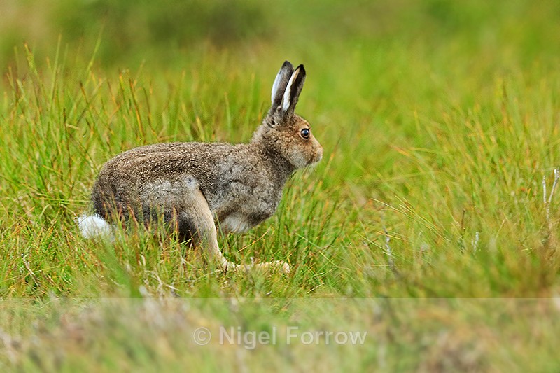 Mountain Hare running, Cairngorms, Scotland - Hare