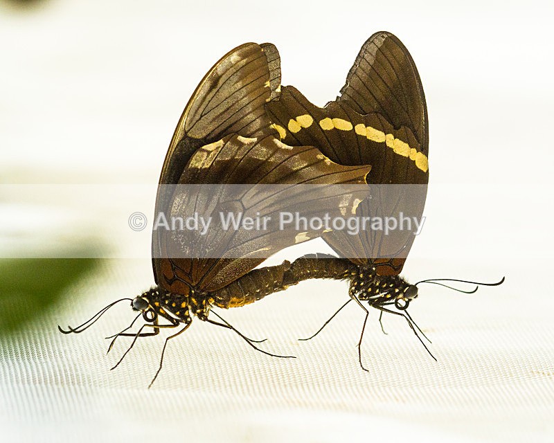 20130803-_MG_5293 - Butterflies & Moths