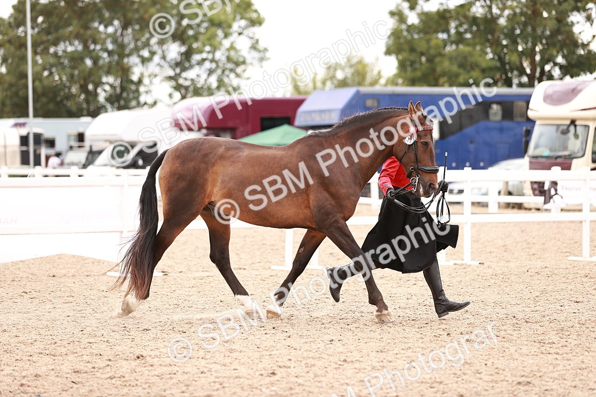 SBM_16897 - Class 415 - Horse-Pony Judge would most like to take home