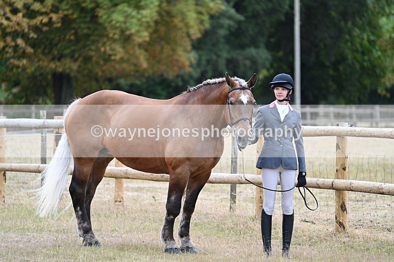 WJ7_8885 - Class 4a Prettiest Mare 14.2hh and over