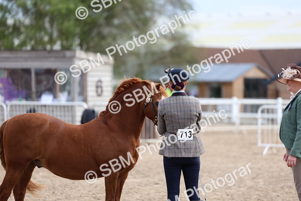 SBM_01838 - Class 18 - Handsomest Gelding - IH or Ridden