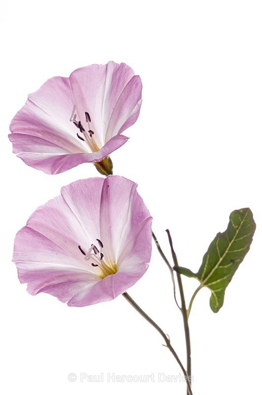 Field Bindweed (Convolvulus arvensis) - Plants - WB