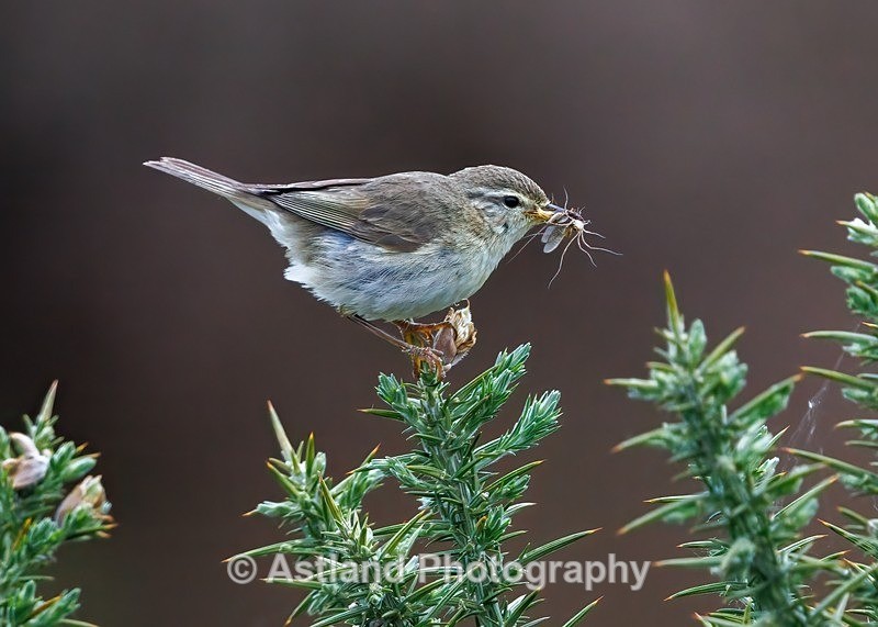 Willow Warbler - Latest Images