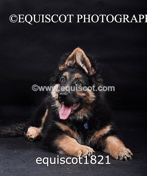 equiscot1821 - RONNIE
