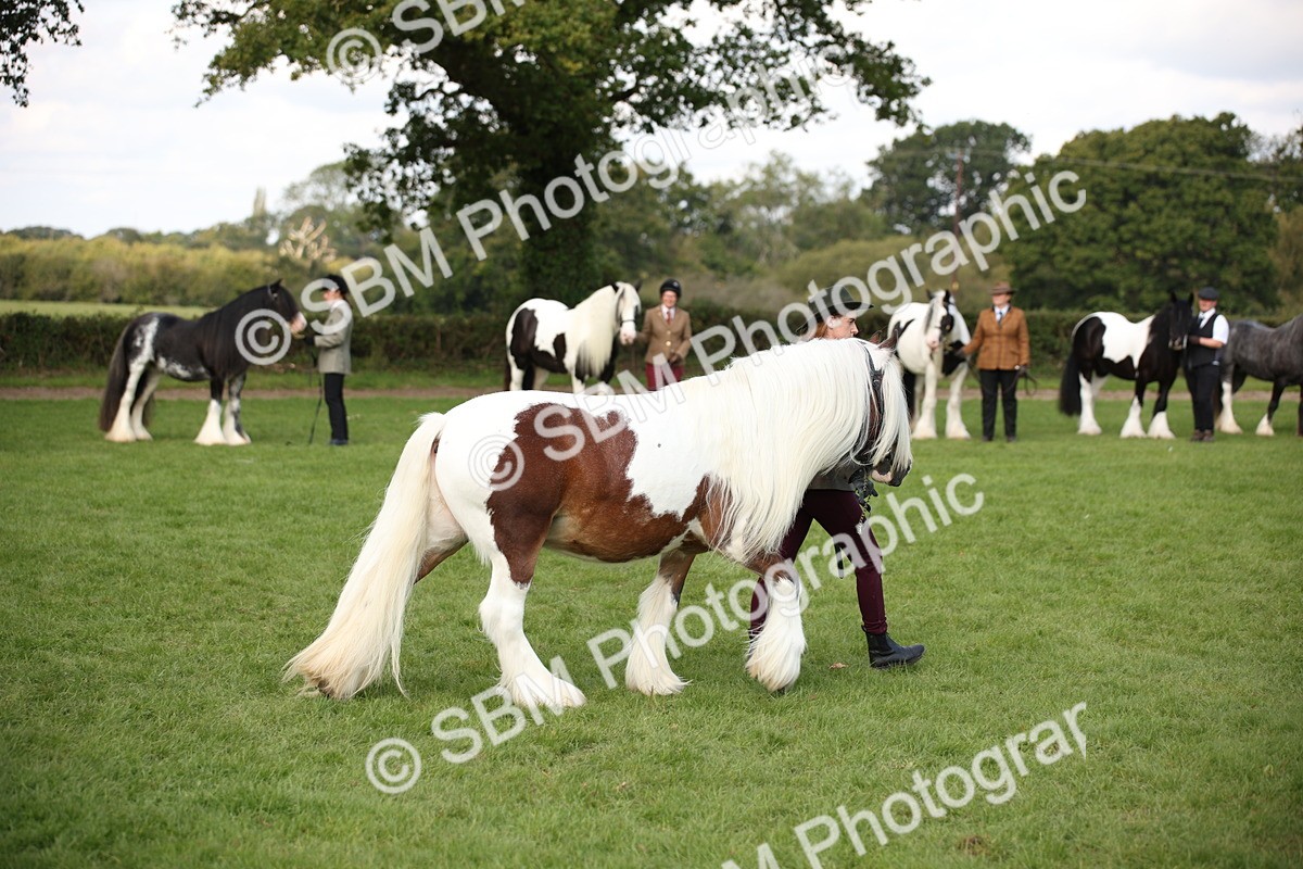 SBM_62281 - S55 - Traditional Cob In Hand