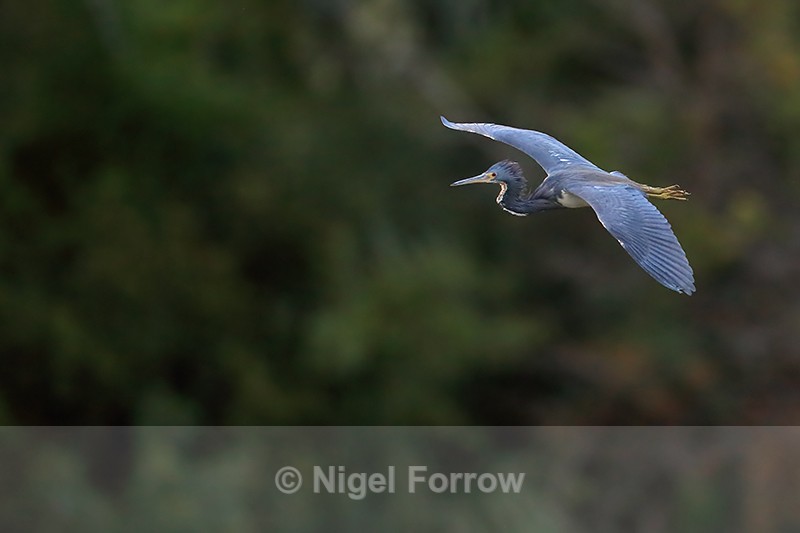 Tricolored Heron flying, trees background - Venice Rookery, Florida - Tricolored Heron