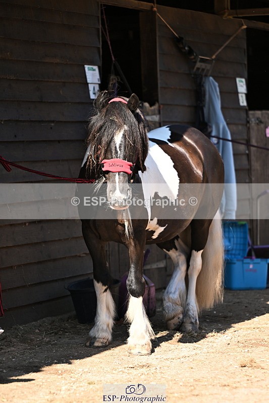 240729B-091748-01766 - Monday Stable Shots