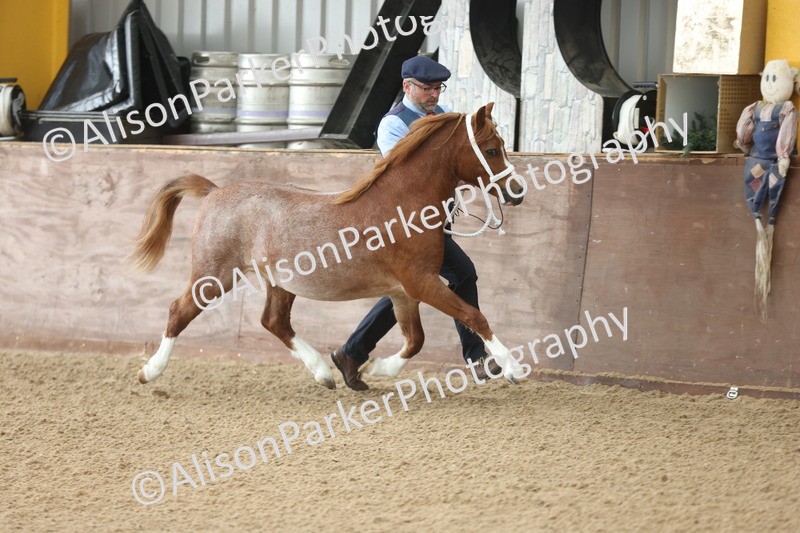 20251109-0492 - Class 18 - Yearling, Colt, Filly or Gelding