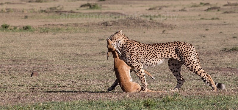  - Cheetah
