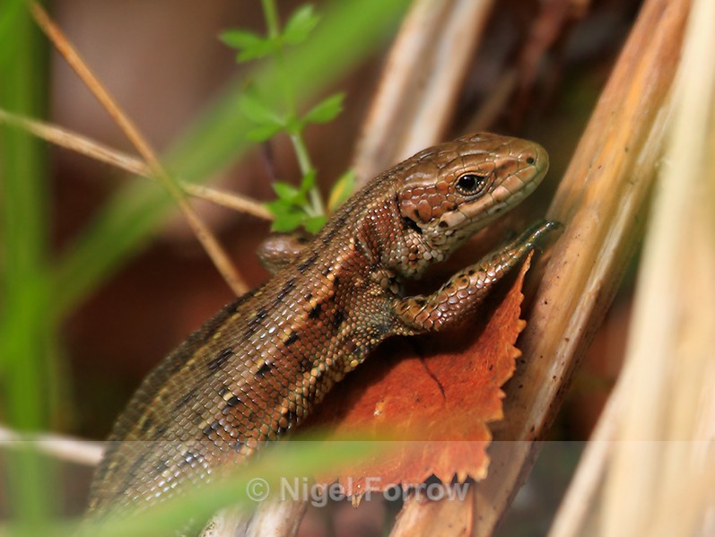 Common (or Viviparous) Lizard - REPTILES & AMPHIBIANS