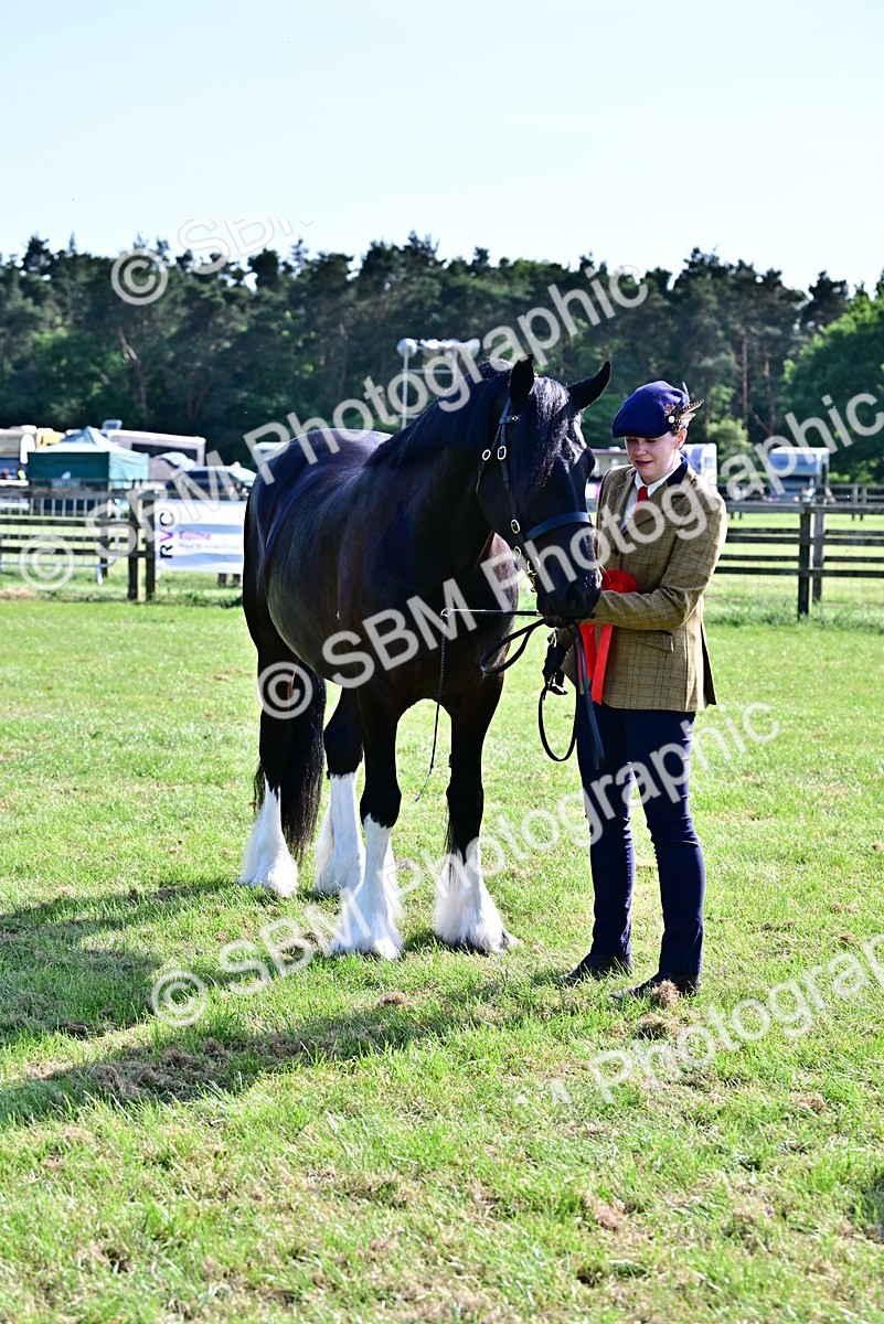 SBM_10044 - Class 63-65 - Traditional Gypsy Cobs In Hand & Ridden