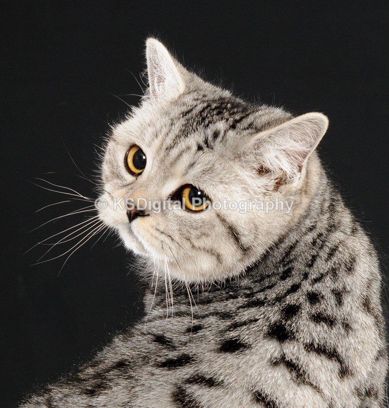 Catershan Silver Inkspot (30s) - Catershan British Shorthairs