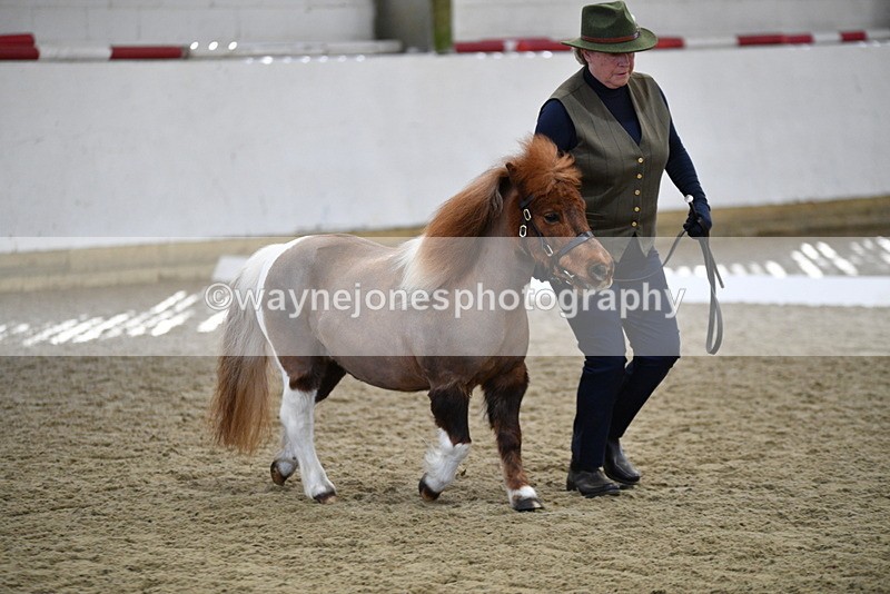 WJ5_4864 - Class 7 In hand coloured / odd coloured