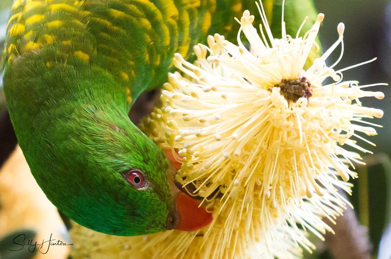 Scaly Breasted Lorikeet 6