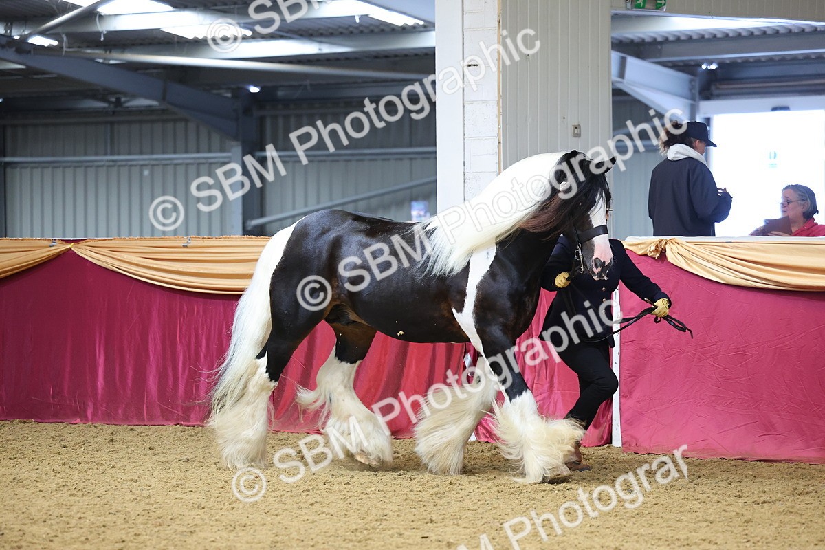 SBM_22681 - Class 903 - Supreme Final - IH Pre Vet