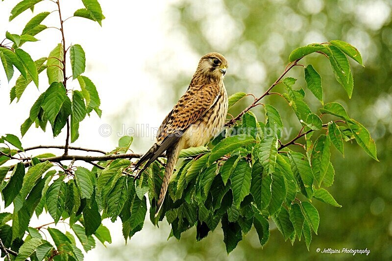  - Wildlife and Nature