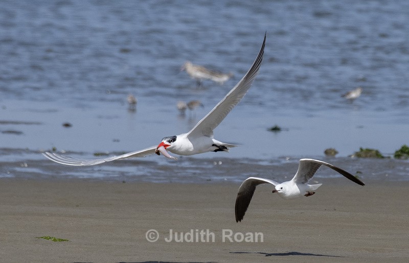 Caspian Tern & Hartlaub's Gull - Namibia 2022