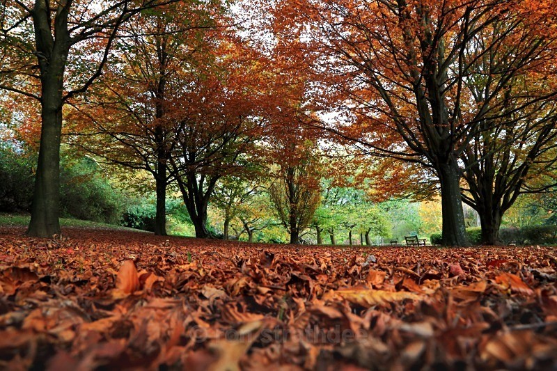 End of Autumn at St Johns Arboretum - Land of Man