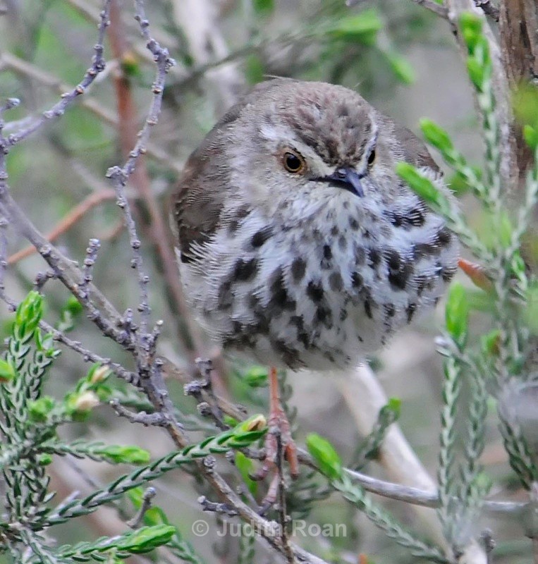 Karoo Prinia - South Africa Birds and Mammals