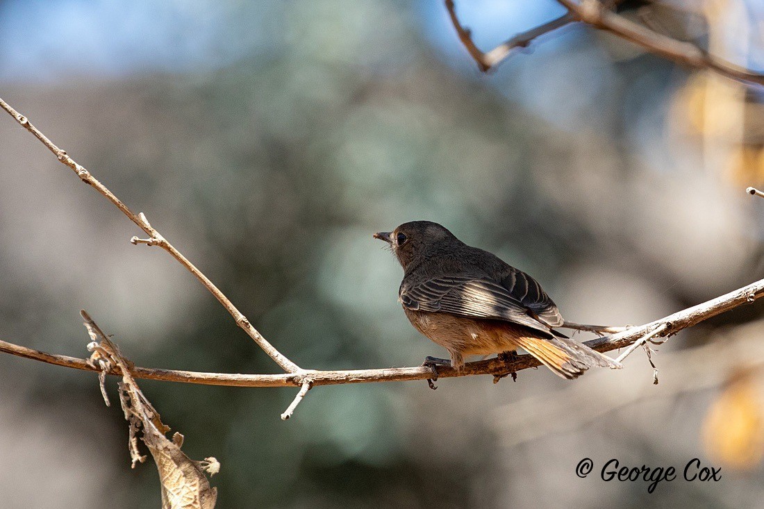 Bird African Robin - South Africa - Limpopo