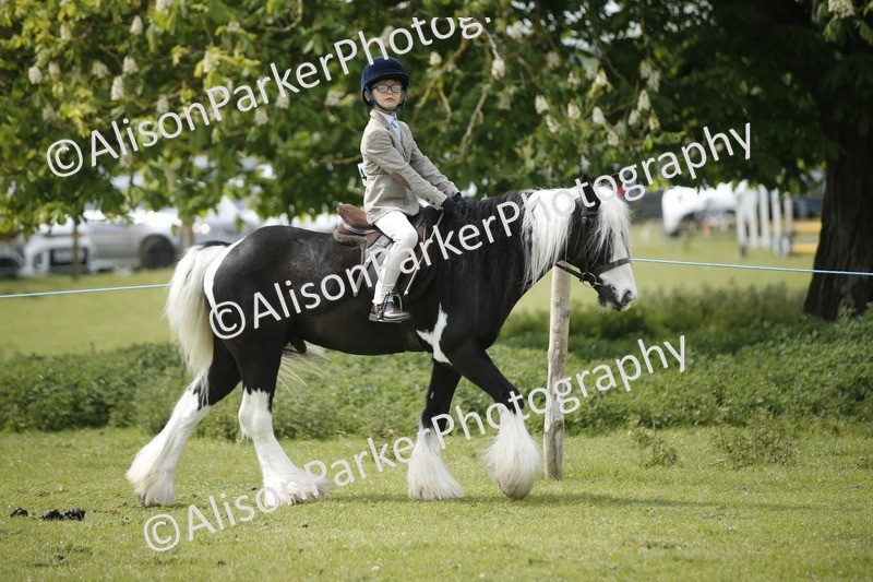 20260426-2137 - Class 9 - Handsomest Gelding