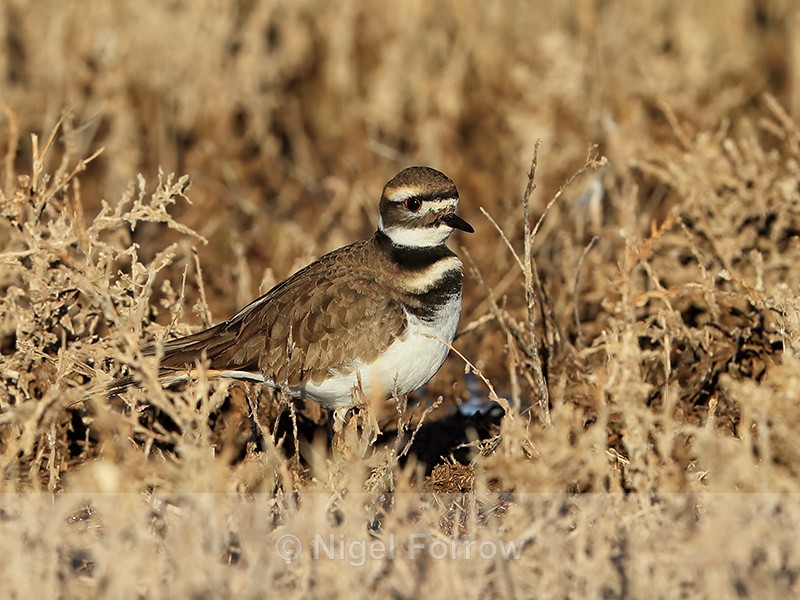 Killdeer, Bosque del Apache, New Mexico, USA - Killdeer
