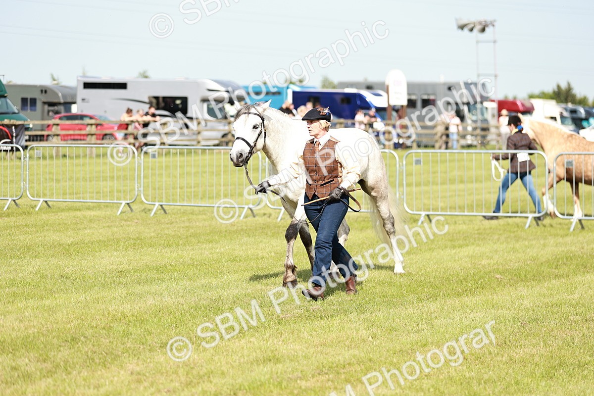 SBM_01675 - Class 14-23 - Mountain & Moorland In Hand Non Welsh