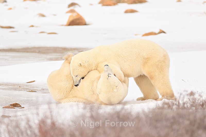 Polar Bear held down & bitten in stomach during fight, Churchill - Polar Bear