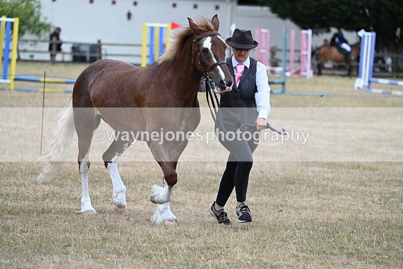 WJ7_8243 - Class 4 Prettiest Mare up to 14.2hh