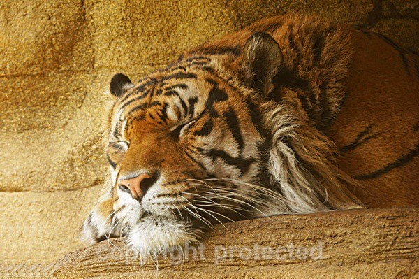 Sumatran Tiger - Jae Jae (London Zoo) - Tigers
