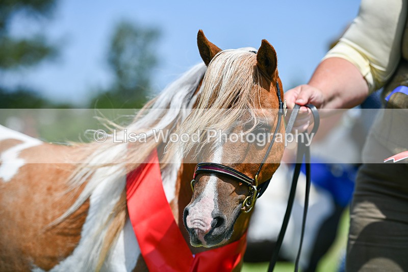 DSC_7291 - Miniature Horse Championship