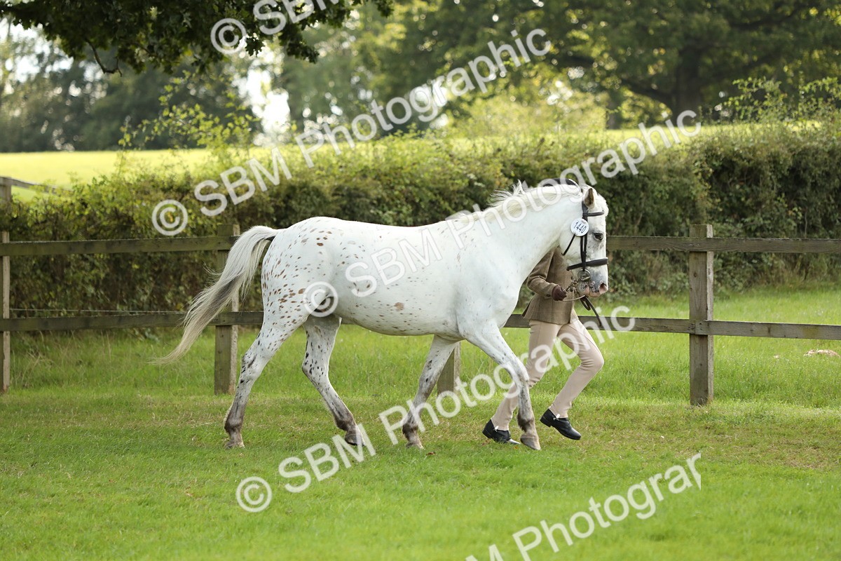 SBM_62749 - S46 - Mountain & Moorland In Hand Small Breeds