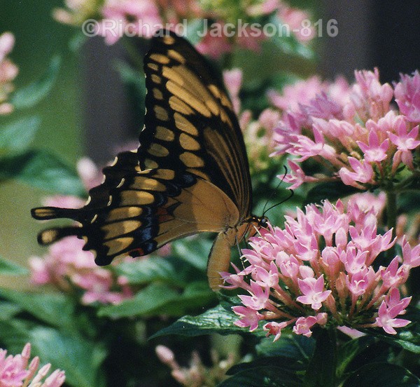 Swallowtail on a Milkweed - Butterfly Gallery