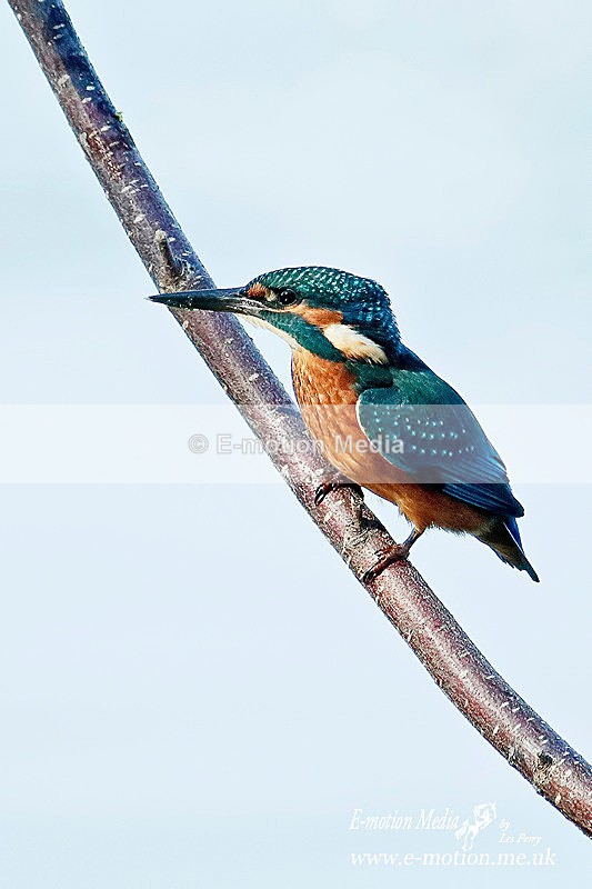 260816 3528aa - Nature