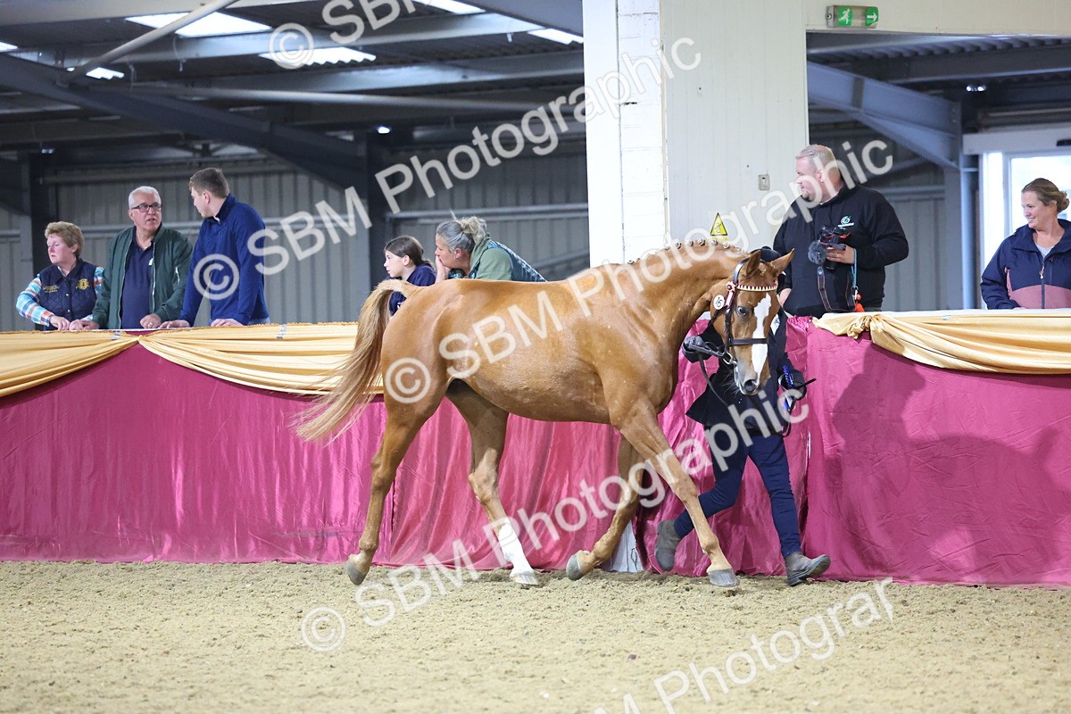 SBM_19085 - Class H Foreign Breeds Champ