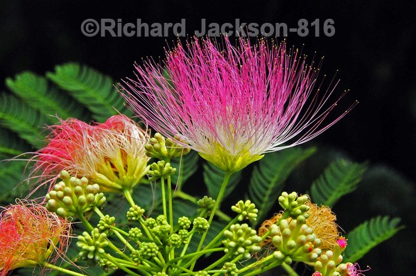 Silk Tree - Flowers
