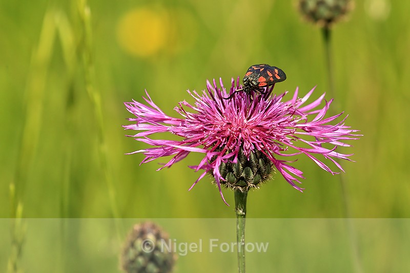 Six-spot Burnet on Greater Knapweed, Seven Barrows, Berkshire - INSECTS