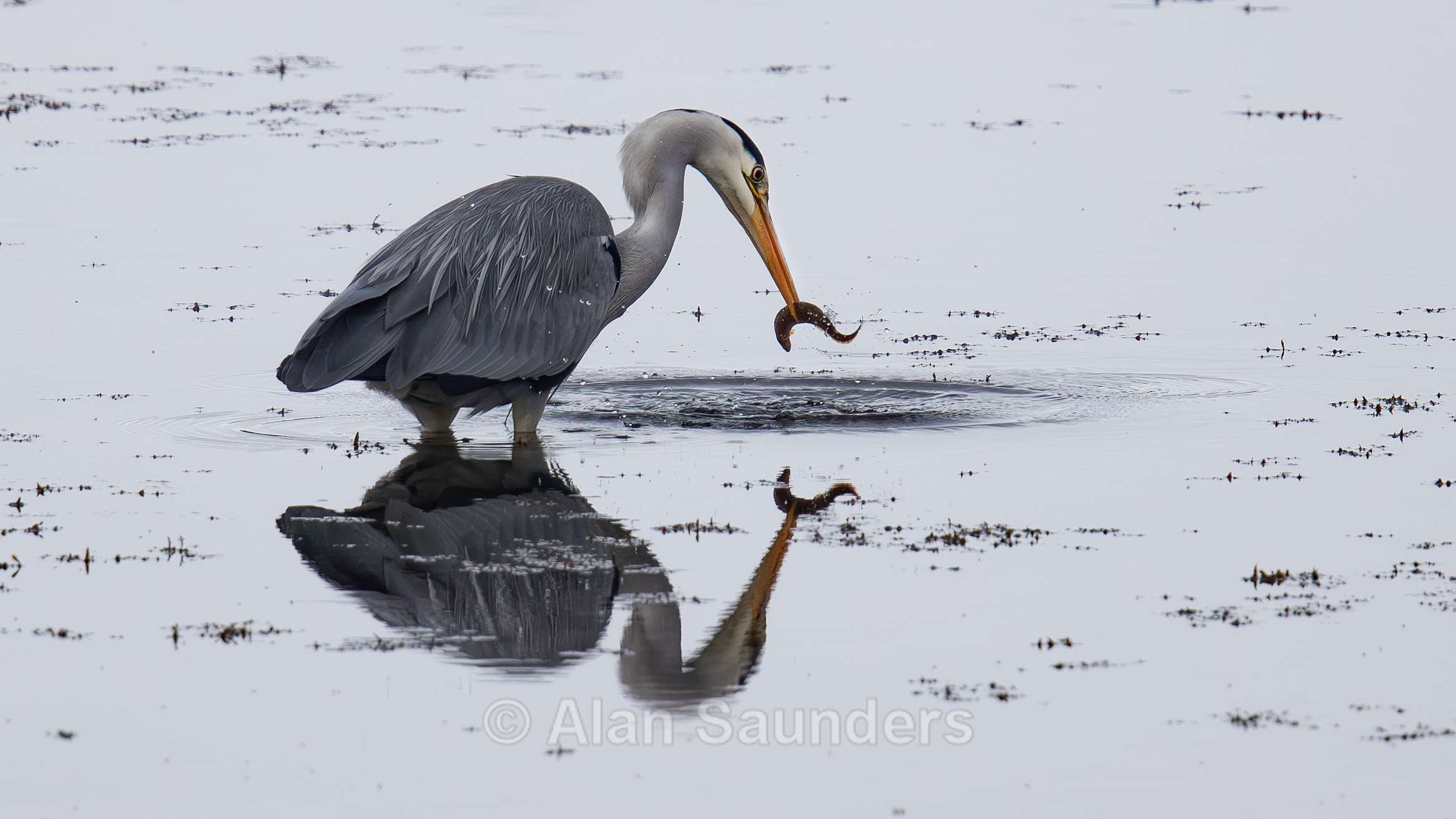 Grey Heron 5