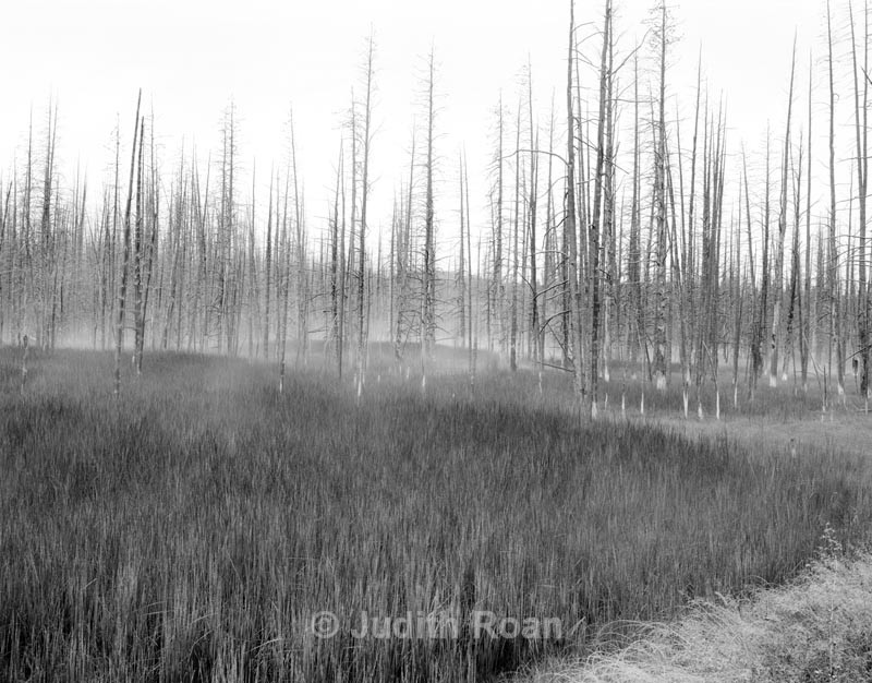 Yellowstone Wetlands - Yellowstone