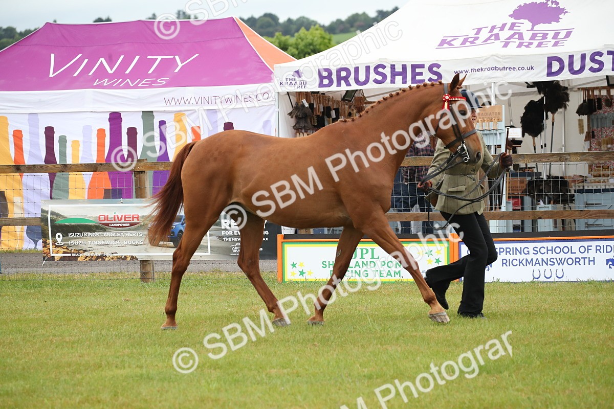 SBM_00139 - Class 17-20 - Arab & Part Bred - Anglo Arab In Hand