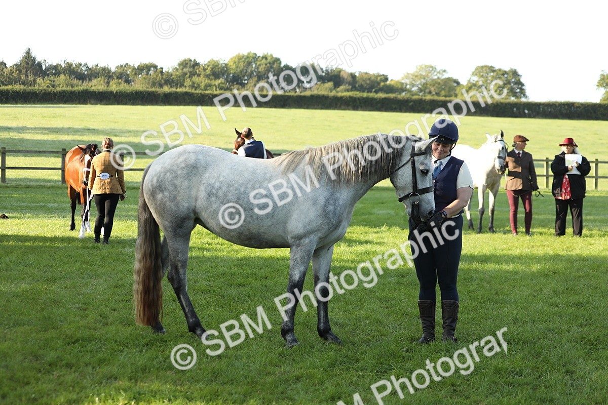 SBM_57967 - S42 - Youngstock